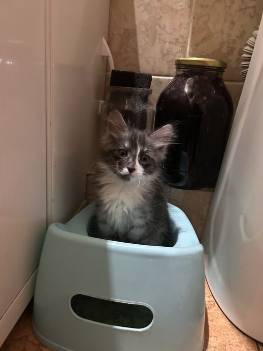 Отдам котят мальчики