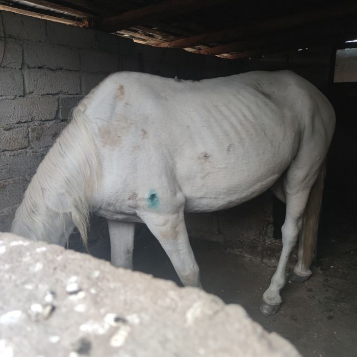 Cal de căruță 11 ani