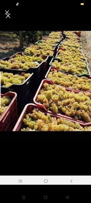 Vand struguri de vin productie 2022