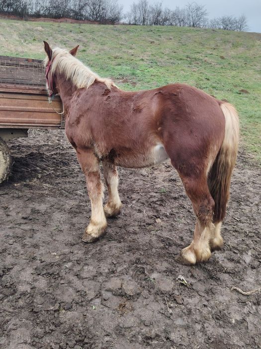 Mânz castrat de vânzare