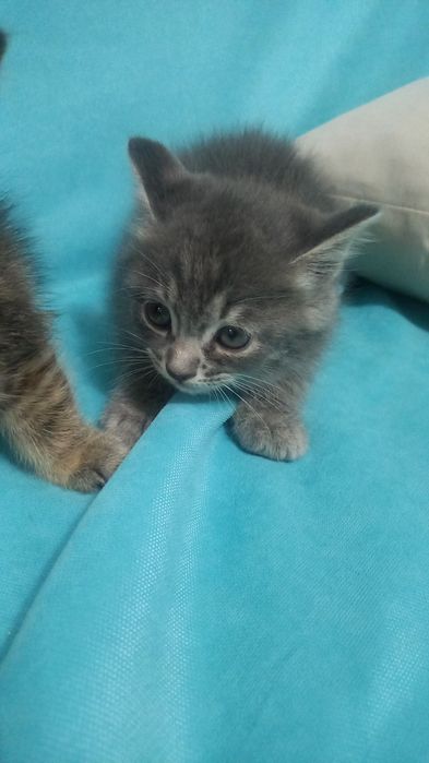 Отамалы меньких котят.