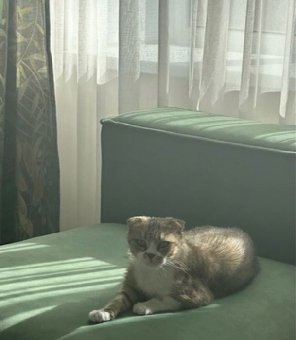 Кошка Британская вислоухая метиска