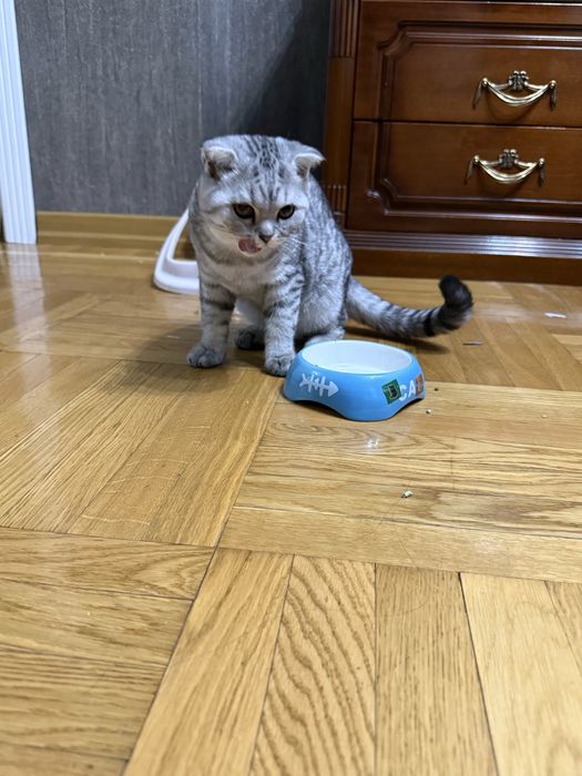 Кошка вислоухая Шотладский