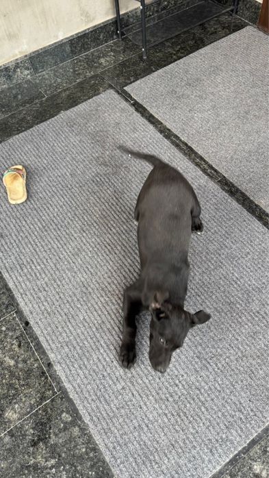 Лабрабор щенок 3 месяца