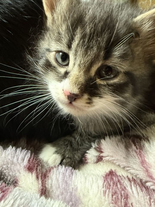 Продам котенка мальчик