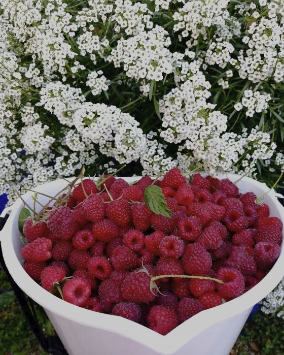 Продам дачу СО. Горизонт