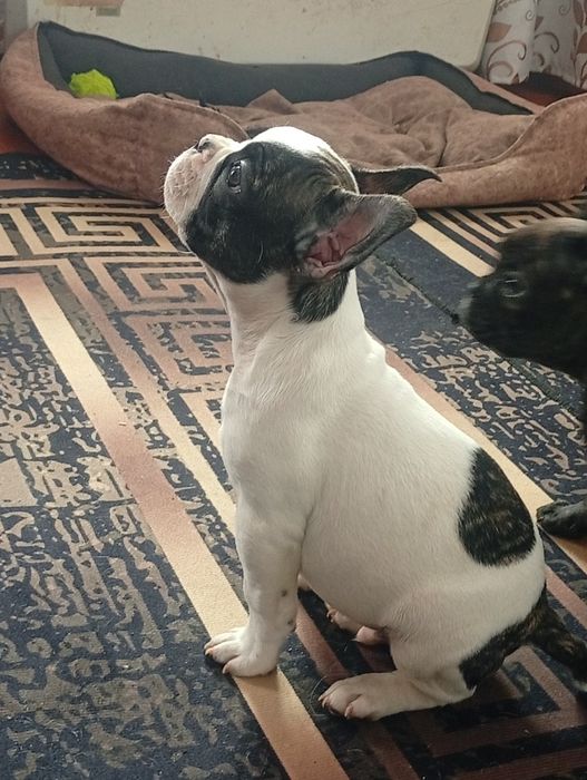 Щенки французского бульдога