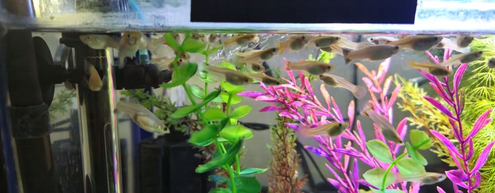 Pești Guppy(donez)