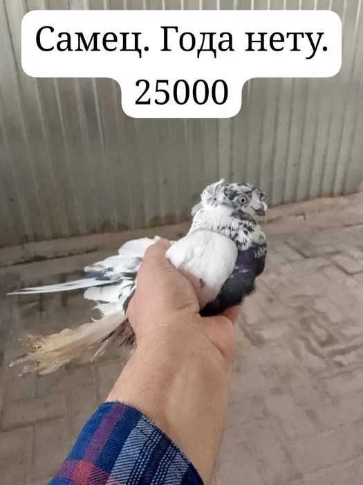 Голуби голуби голуби