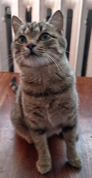 Отдам кошечку в добрые руки