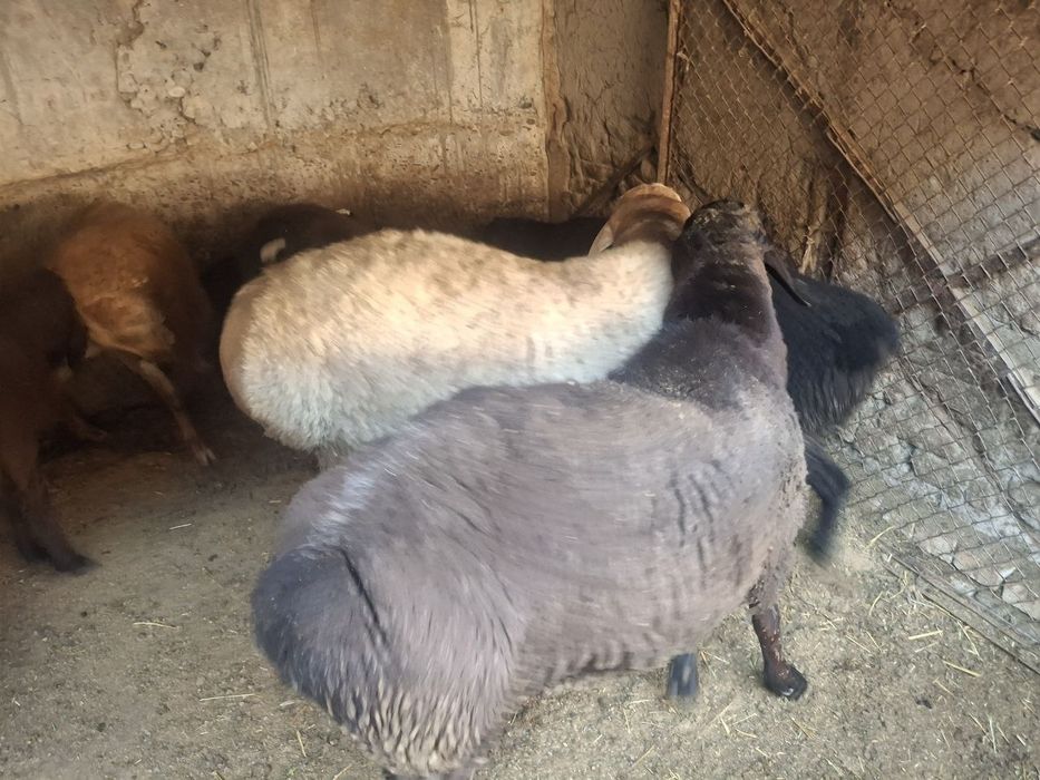 Zotdor Arashan va Hisori qochqorlar sotiladi 2dona yirik quchqorlar