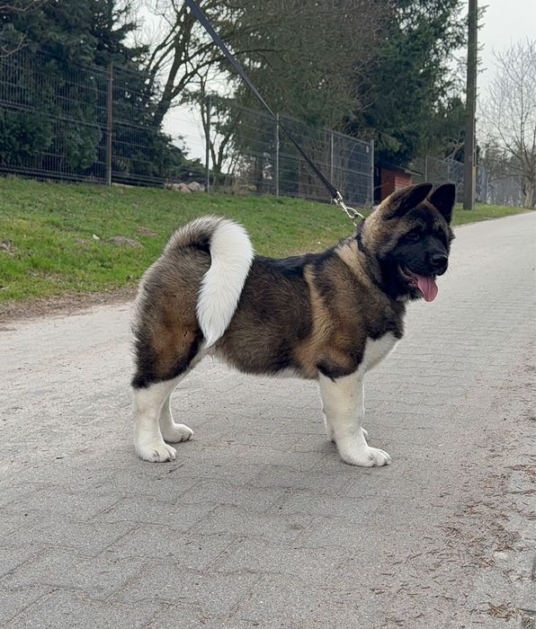 Catel Akita American cu Pedigree