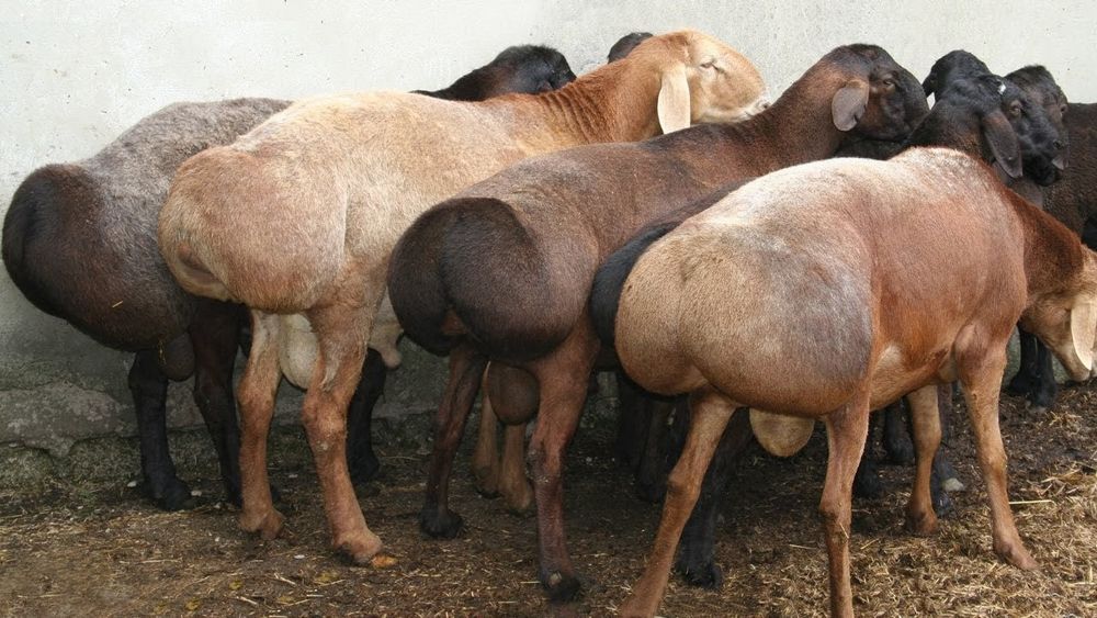 Қўйлар тирик вазнда ва сўйиб бериш хизматлари