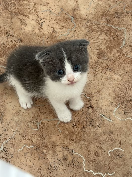Котятки в добрые руки