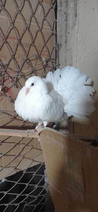 Продам павлиньего хвоста срочно