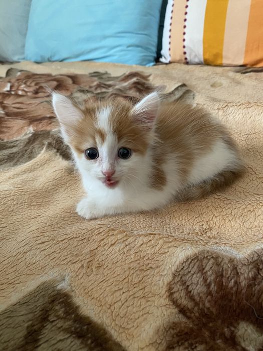 Отдам в хорошие руки котенка