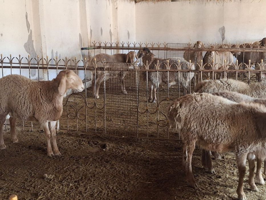 Qo’y srochna sotiladi
