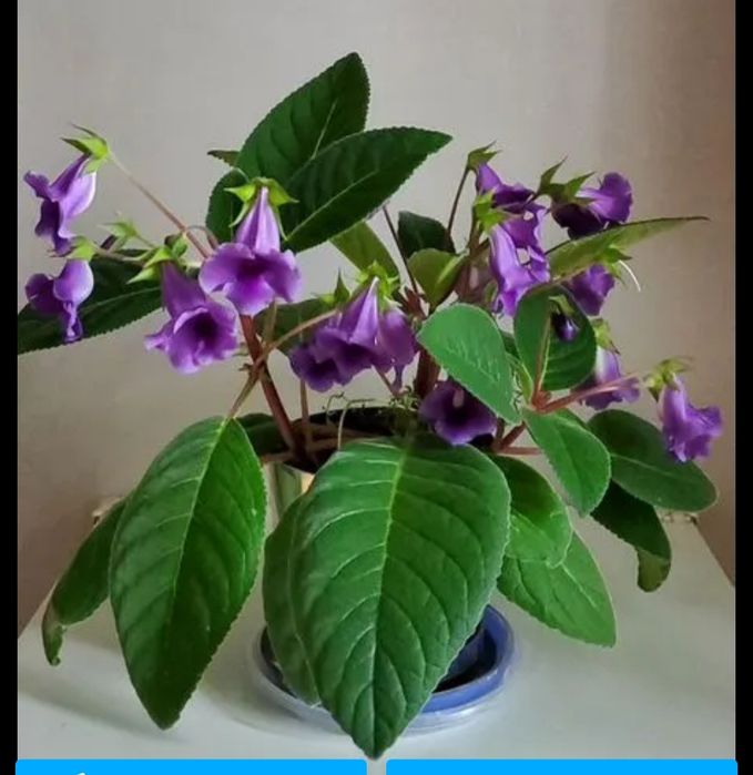 Продам комнатные цветы