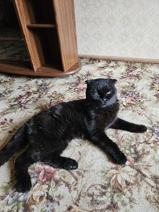 Срочно! Вислоухий британец потеряшка