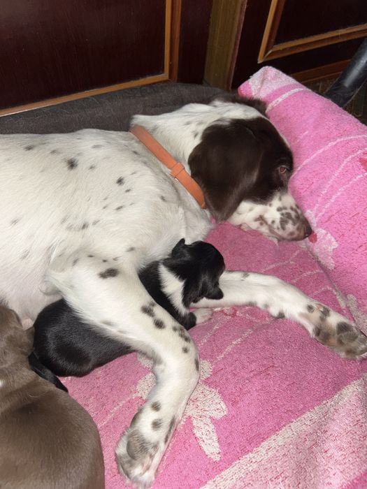 Отдам щенков спаниеля