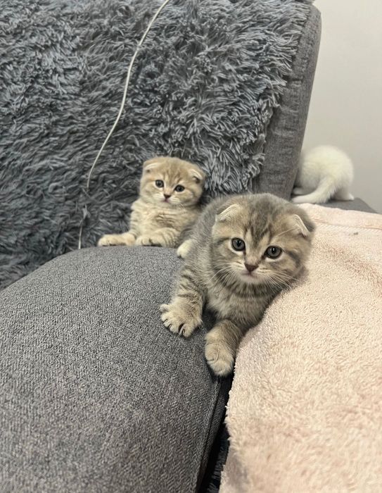 Шотландские вислоушки-плюшки!