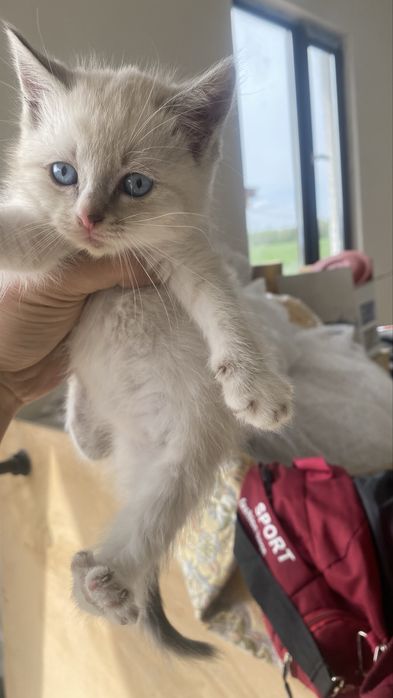 Бесплатно ст шымалган