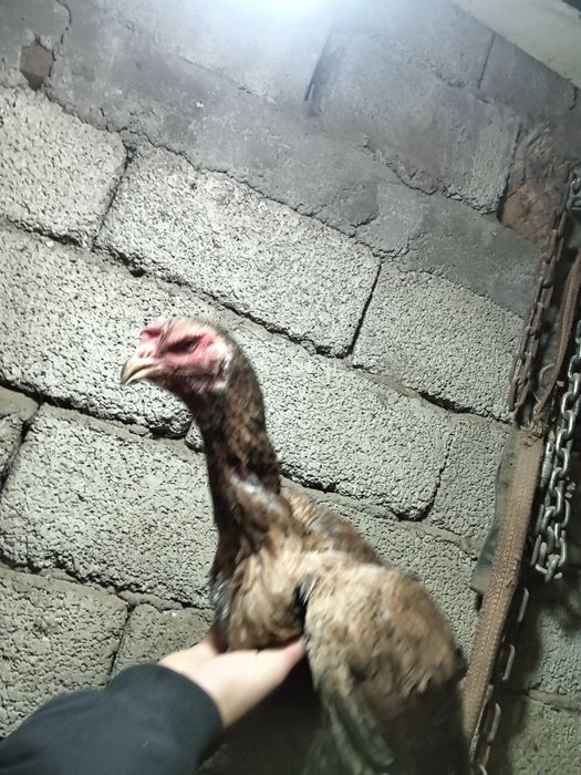 Дакар тауык кораз