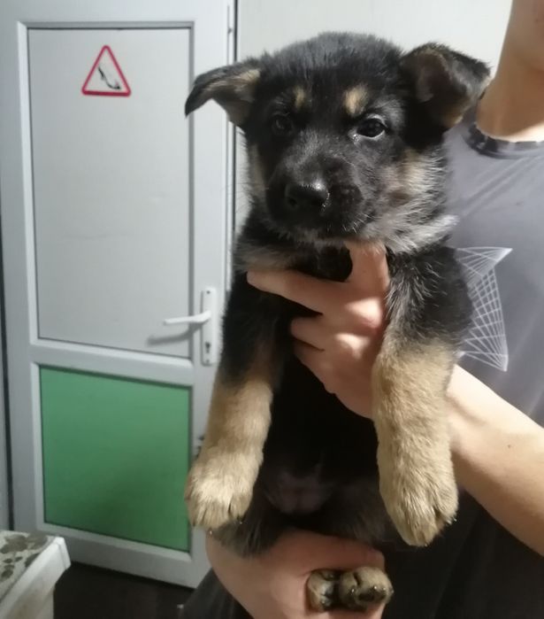 Домашний питомец