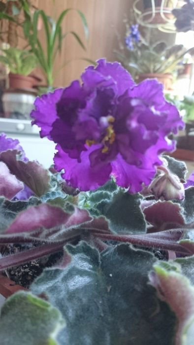 Продам сортовые фиалки, деток, листики!!