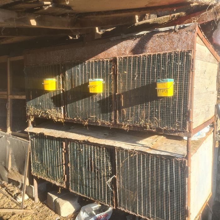 Coteț  iepuri din fier