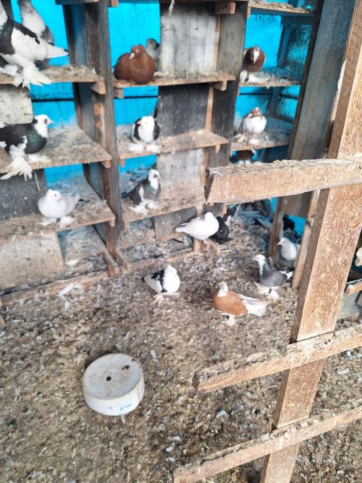 Vand porumbei incaltatii