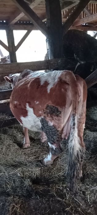Vând vaca gestantă