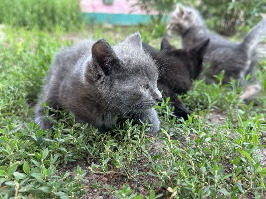 Отдам котят в добрые руки