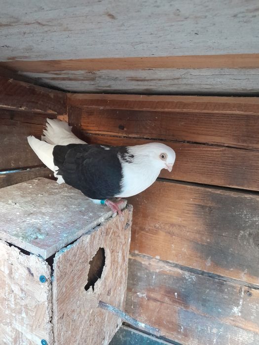 Porumbei galateni de joc și voiajori