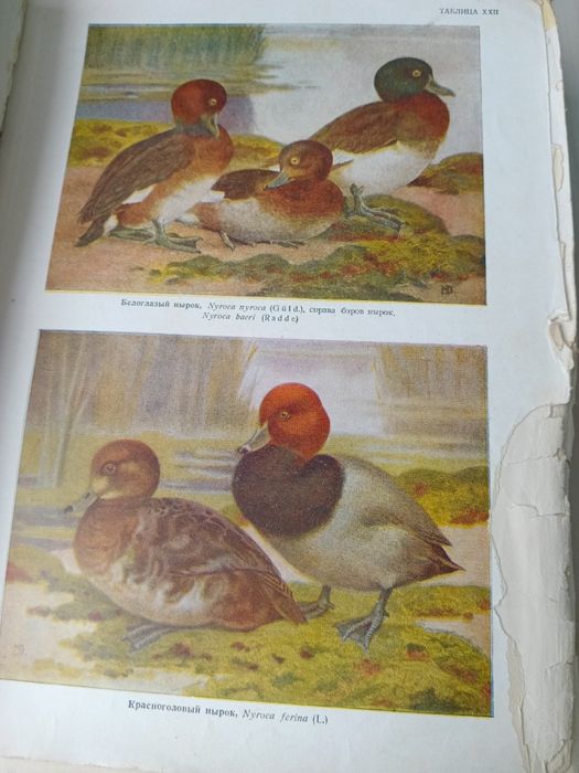 Роритет про охоту.