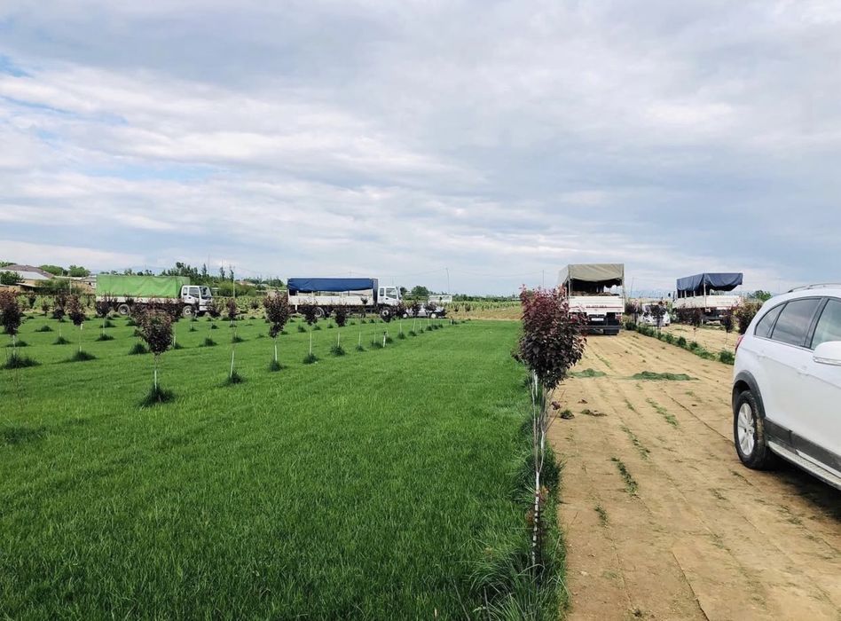 Газон, ландшафт, полиф киламиз тез ва арзон нархда