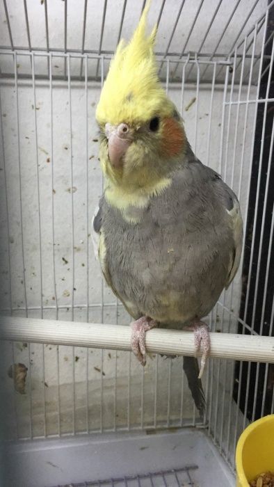 Попугаи корелла попугаи