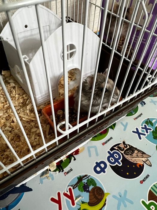 Продам клетку для хомяка