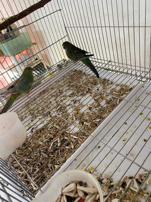 Попугаи певчие, две пары