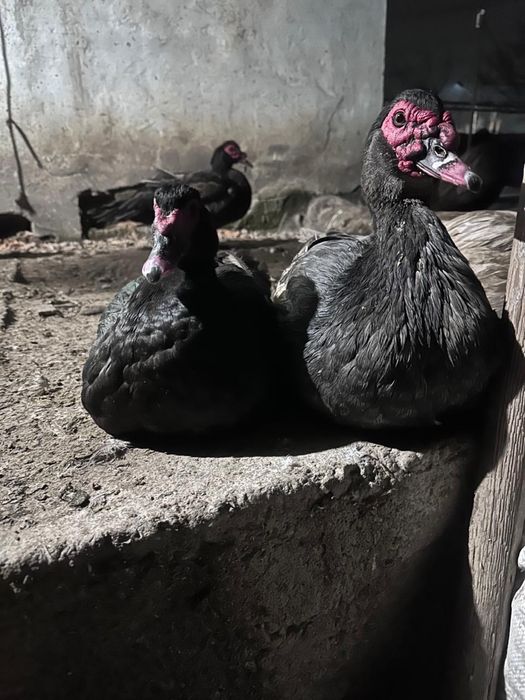 Мускусные утки (индоутки )