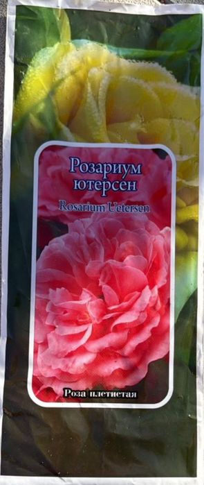 цветушие розы 20 вмдов