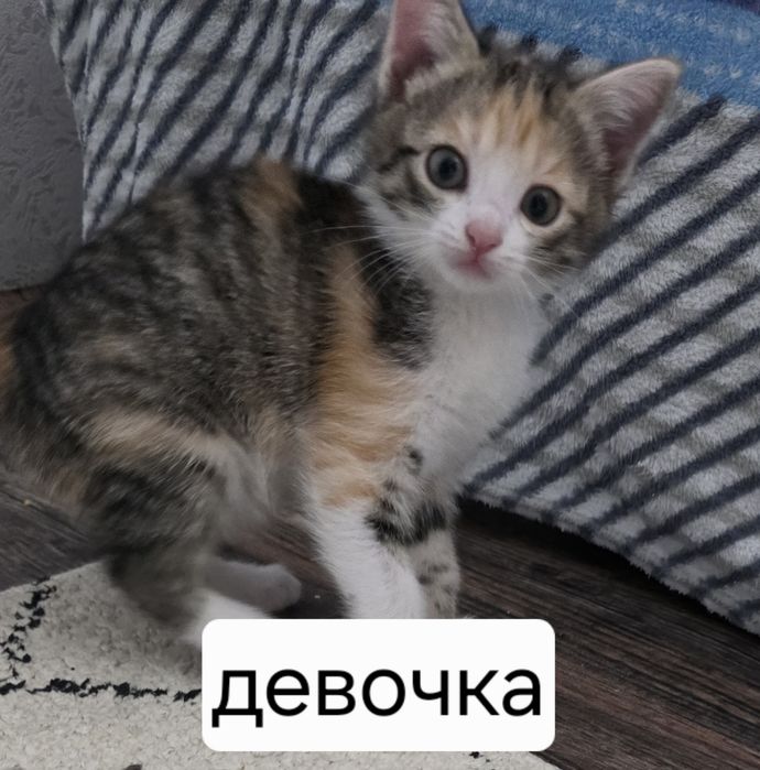 Отдадим  котят !