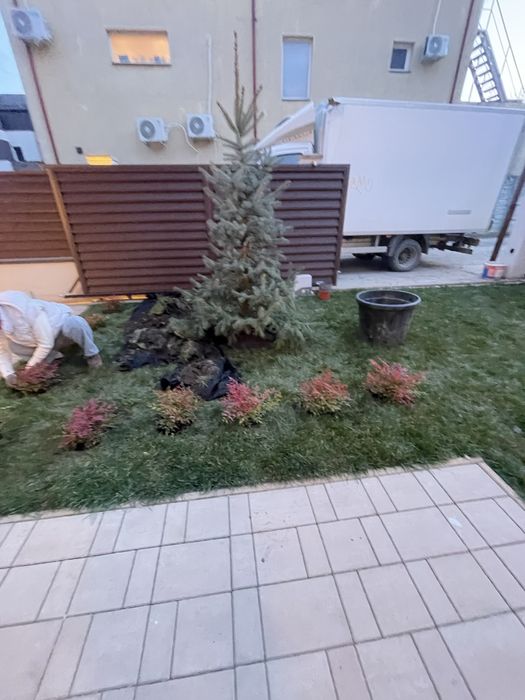 Gazon rulou și plante ornamentale