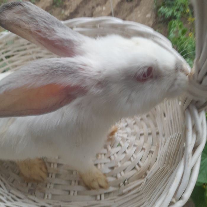 Кролики фландер 3месяца