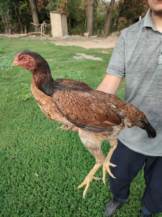 Дакан о шамо сатылады продам