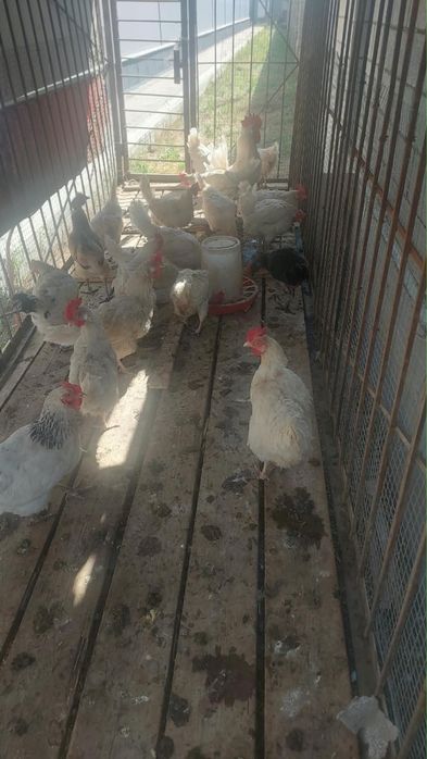 Куры несушни продам