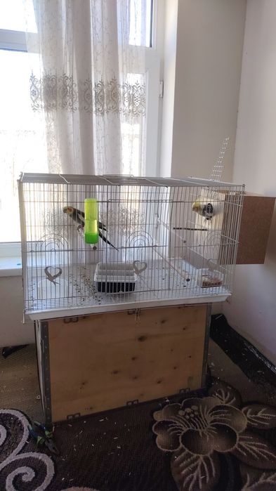 Karella para tuxumga tayyor