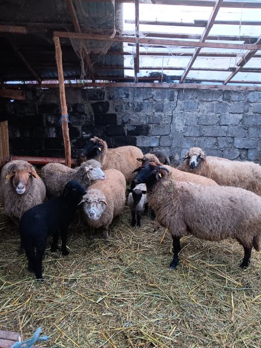 Vând oi cu miei lângă ele