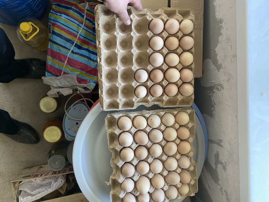 Яйцо инкубационный