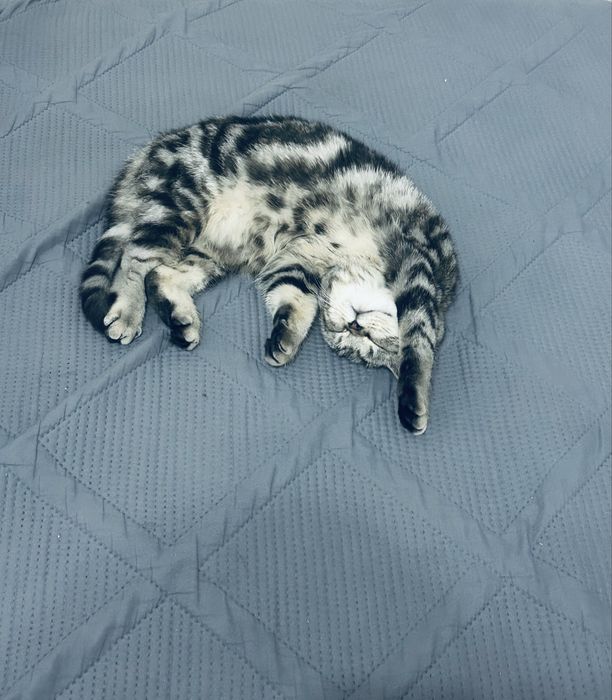 Отдам даром кошку